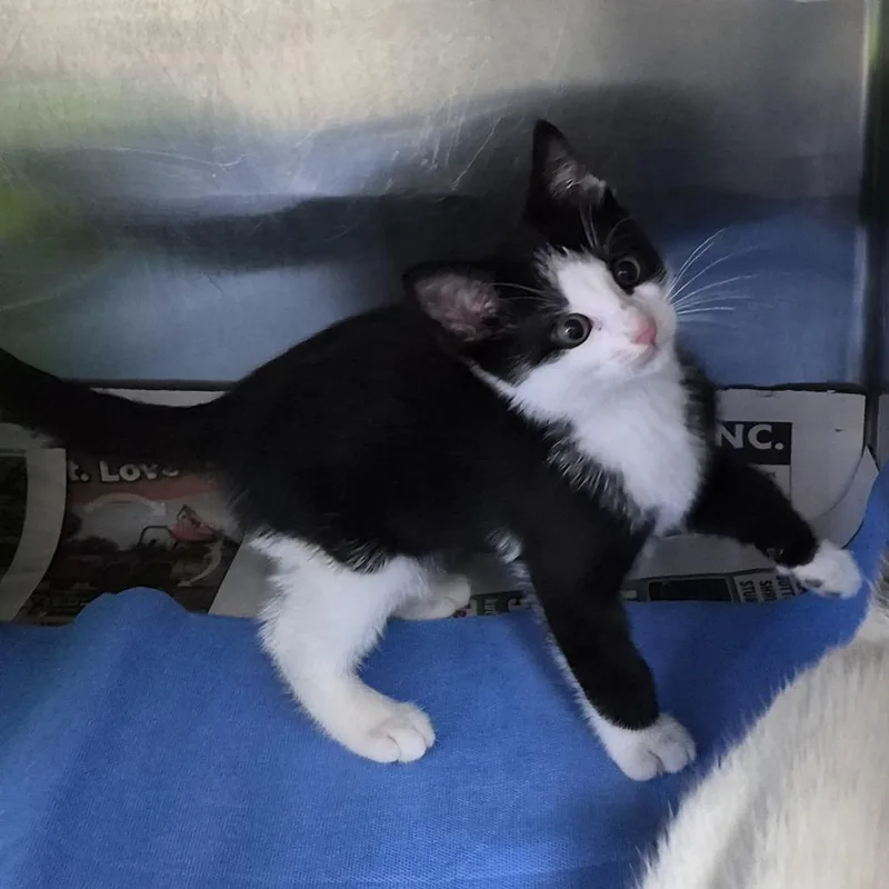 A baby small-sized male Black Domestic Short Hair cat named Robert for adoption in Ardmore, OK