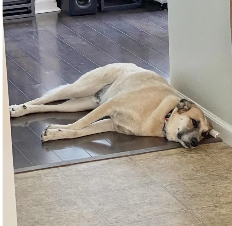 An adult large-sized male Great Pyrenees dog named Odin for adoption in Godfrey, IL