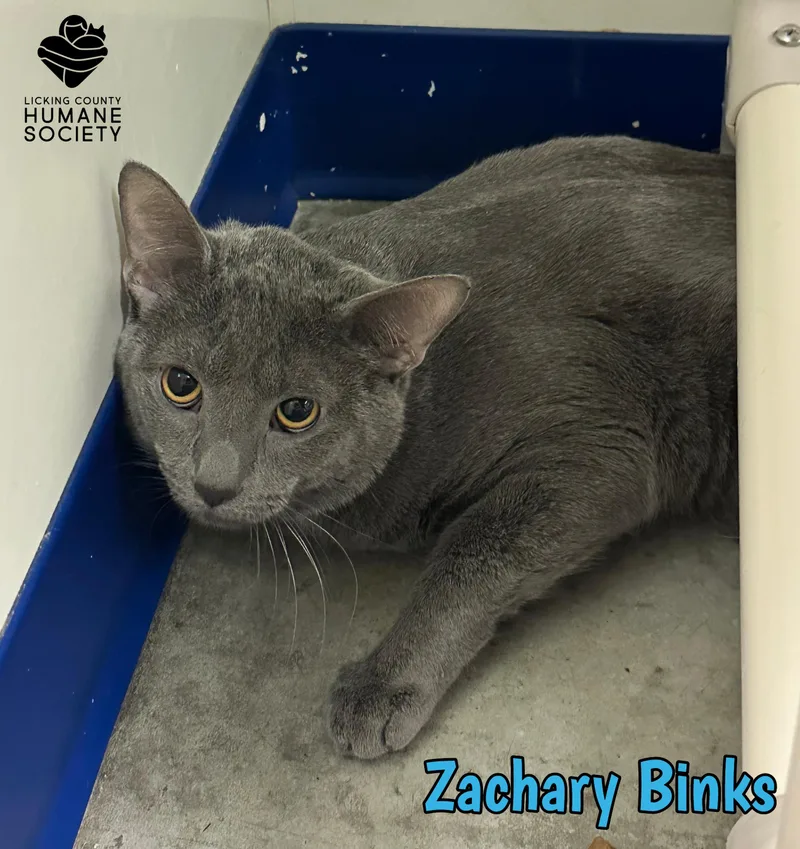 An adult medium-sized male Domestic Short Hair cat named Zachary Binks for adoption in Heath, OH