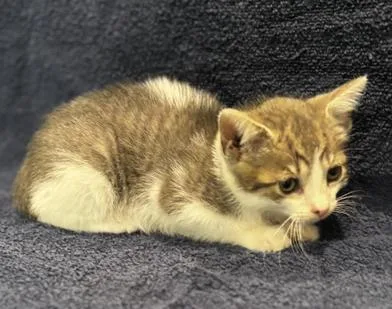 A baby medium-sized male Gray & White Domestic Medium Hair cat named Luke & Leia for adoption in Liverpool, TX