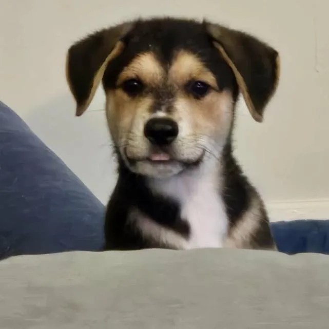 A baby small-sized male Black Beagle dog named Griffin for adoption in Aledo, TX