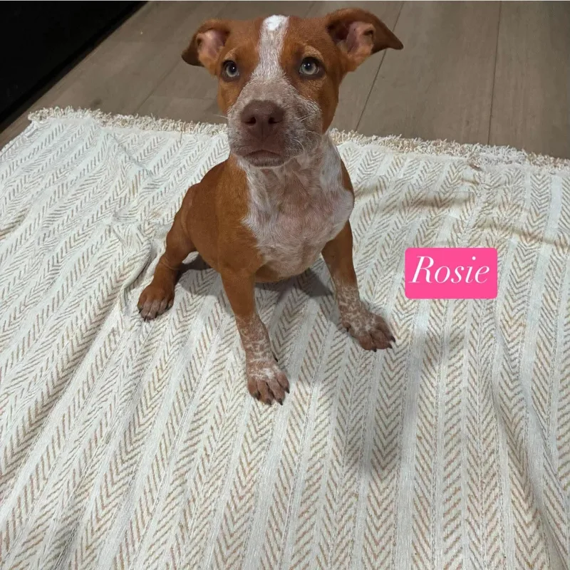 Rosie