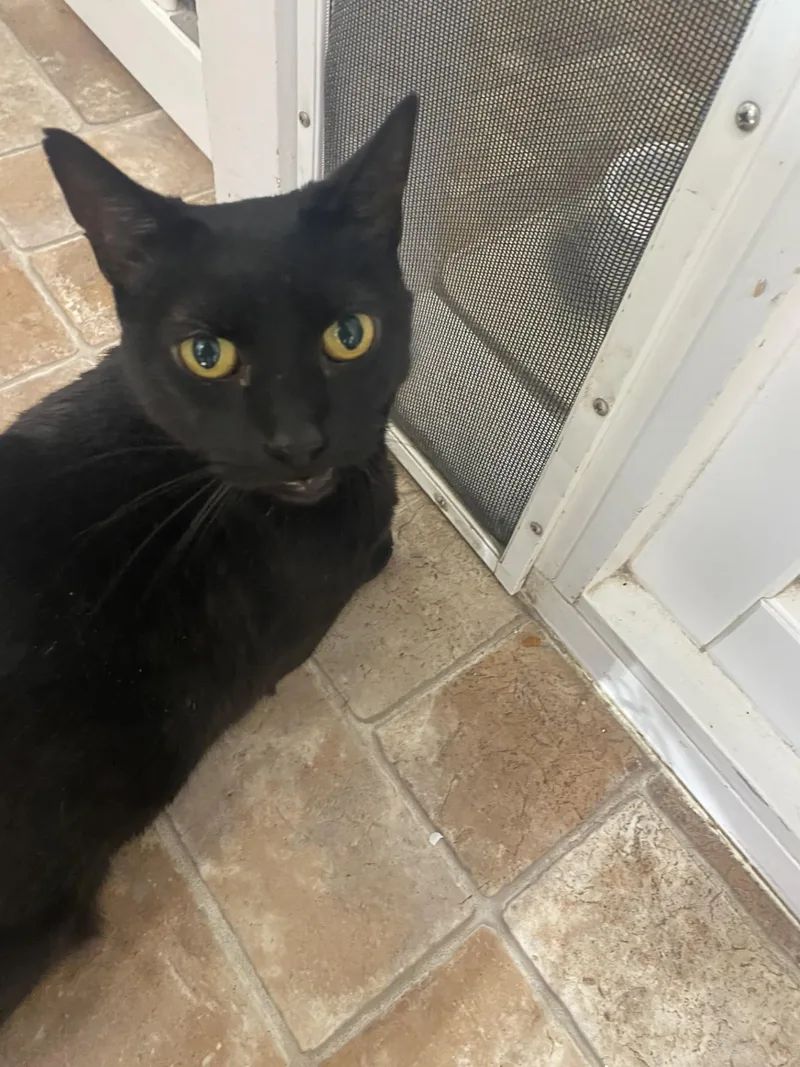 An adult medium-sized female Domestic Short Hair cat named Lola for adoption in Altoona, PA