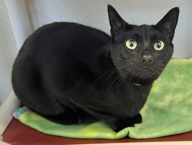 A young small-sized female Domestic Short Hair cat named Ziva for adoption in Sarasota, FL