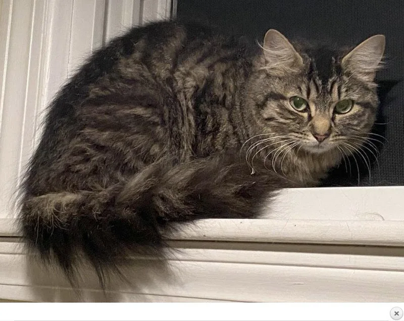 An adult medium-sized female Domestic Long Hair cat named Lucy for adoption in East Derry, NH