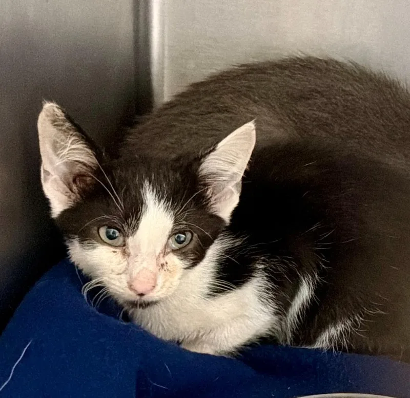 A baby medium-sized male Domestic Short Hair cat named Tiger Lily for adoption in Burnsville, NC