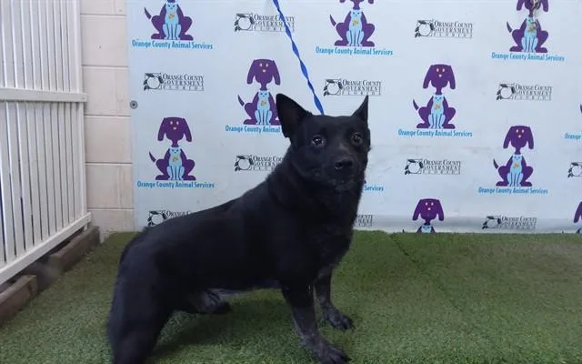 An adult medium-sized male Australian Cattle Dog / Blue Heeler dog named Whiskey for adoption in Orlando, FL