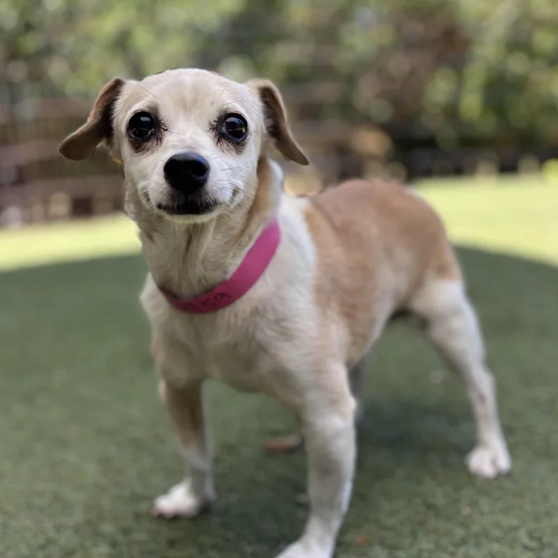 An adult small-sized female Apricot / Beige Terrier dog named Calypso for adoption in Beverly Hills, CA