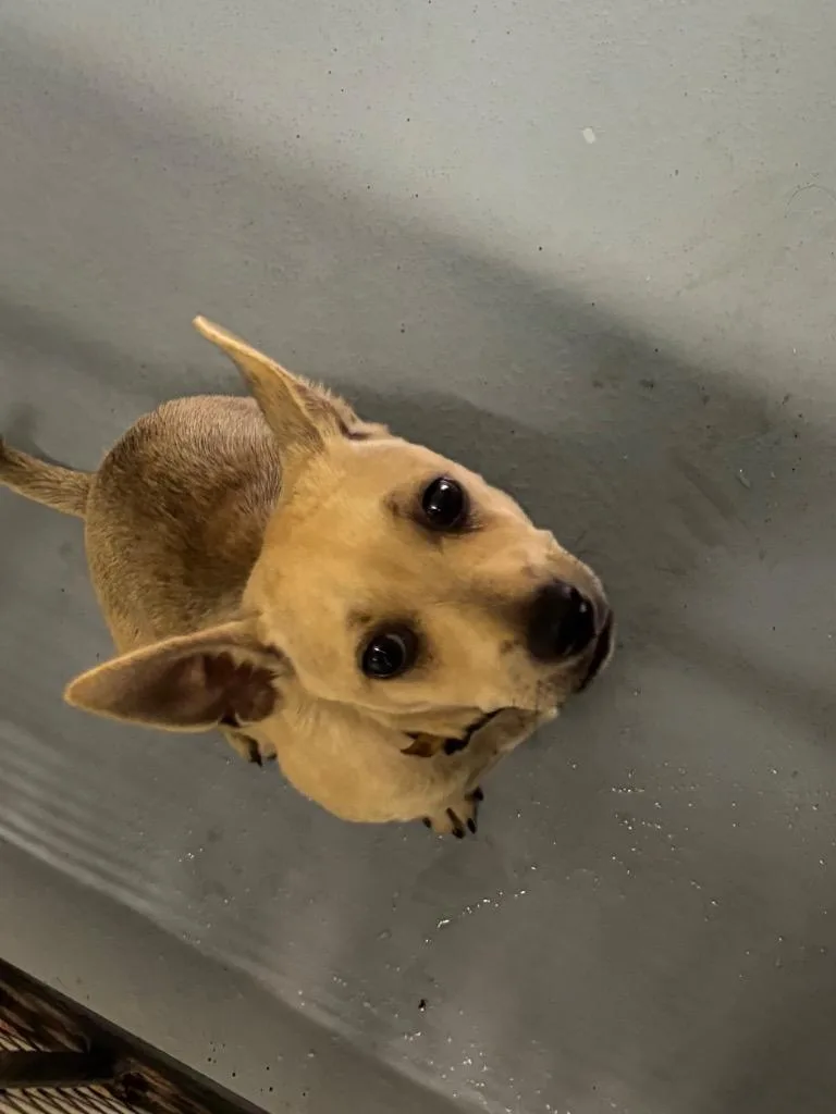 A baby large-sized male Mixed Breed dog named Patrick for adoption in Cartersville , GA