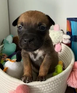 A baby medium-sized female Labrador Retriever dog named Georgie for adoption in Miami, FL