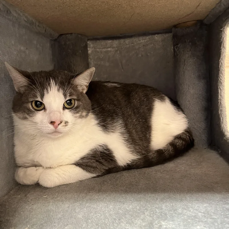 A young large-sized female Black Domestic Short Hair cat named Lily for adoption in Washington, UT