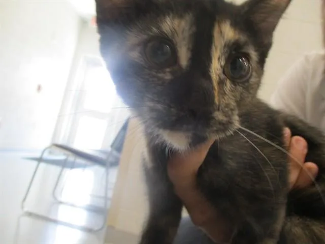 A baby small-sized female Domestic Short Hair cat named Nebula for adoption in Ocala, FL