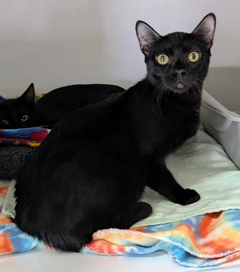 A baby medium-sized female Domestic Short Hair cat named Krispy Kreme for adoption in Peoria, AZ