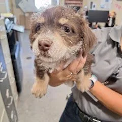 A baby small-sized male White / Cream Jack Russell Terrier dog named Fudge for adoption in Pasadena , MD