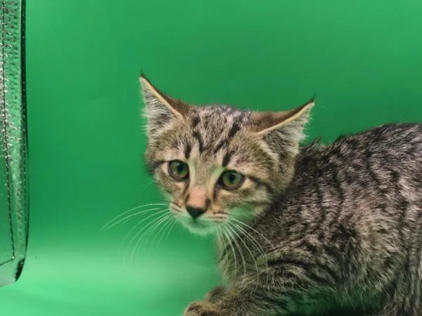 A baby small-sized female Domestic Short Hair cat named Molly for adoption in Portland, OR