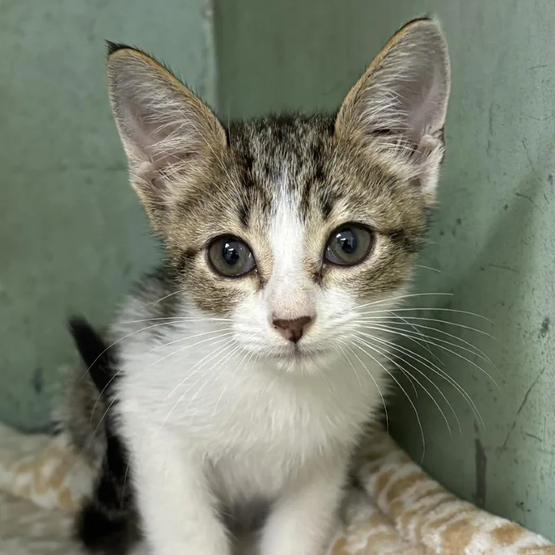 A baby small-sized male White Domestic Short Hair cat named Wilson for adoption in Tyler, TX