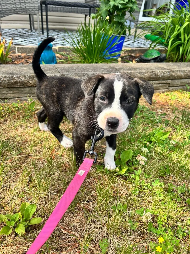 A baby medium-sized female Labrador Retriever dog named Daphne for adoption in Berlin, NJ