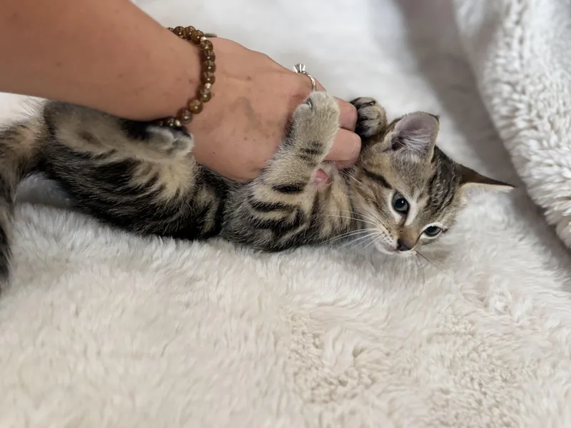 A baby medium-sized female Domestic Short Hair cat named Rory for adoption in Andersonville, TN