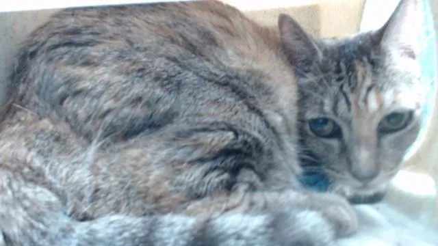 An adult medium-sized female Domestic Short Hair cat named Slick for adoption in Downey, CA