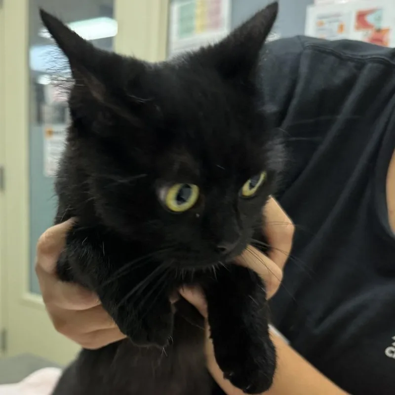 An adult medium-sized female Domestic Short Hair cat named Shyla for adoption in Murray, UT