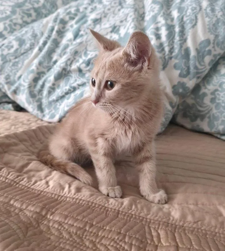 A young medium-sized female Tabby cat named Peanut for adoption in Knoxville, TN