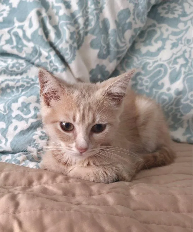 Peanut thumbnail 2