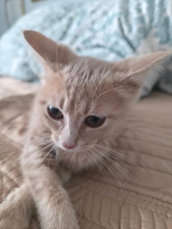 Peanut thumbnail 3