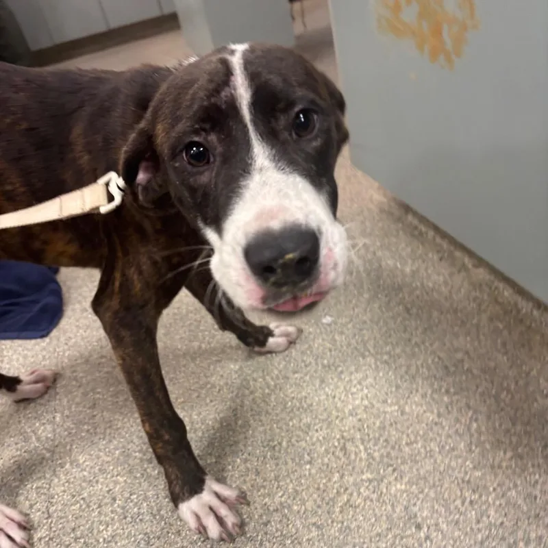 A young medium-sized male Brindle Mixed Breed dog named Buck for adoption in Jacksonville, FL