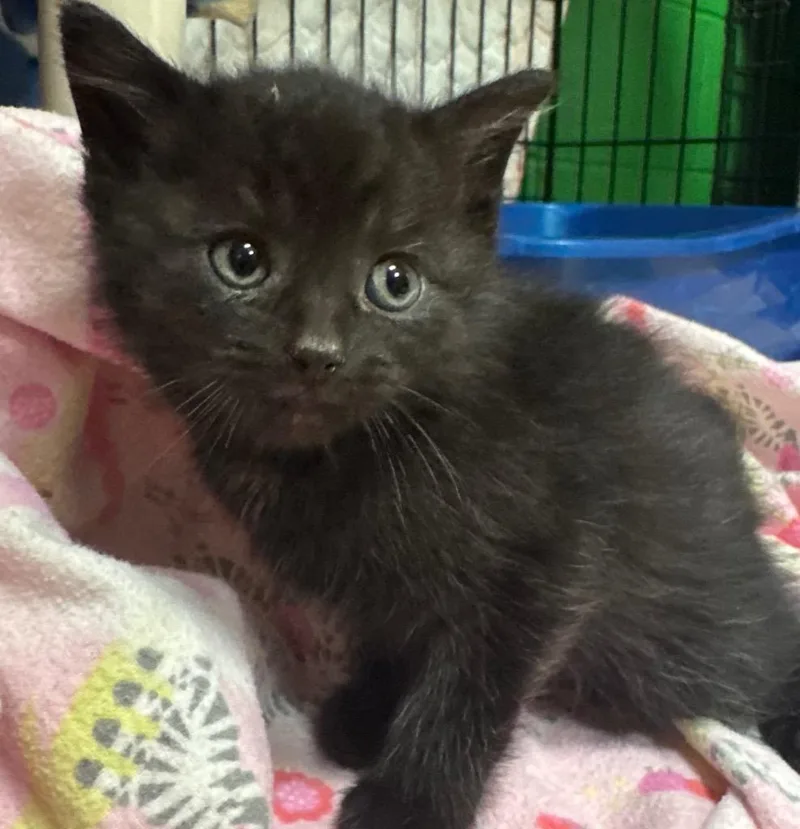 A baby medium-sized male Domestic Short Hair cat named Orbit for adoption in Olean, NY