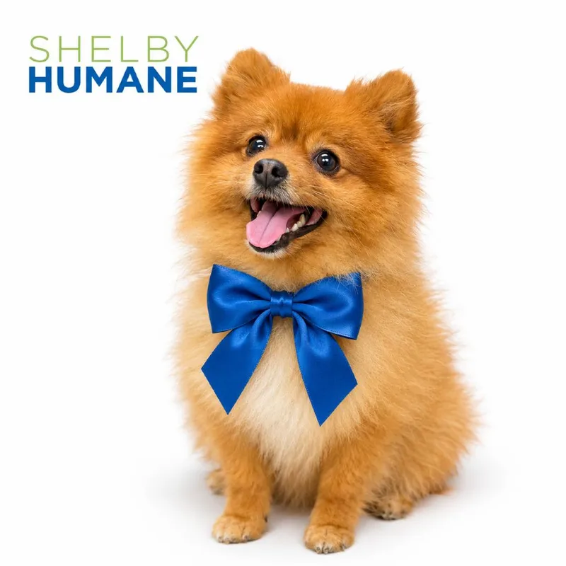 An adult small-sized male Red / Chestnut / Orange Mixed Breed dog named Oso for adoption in Columbiana, AL