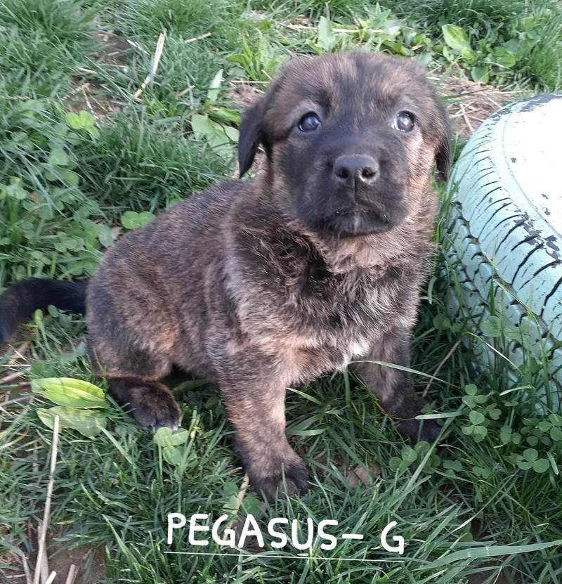 Pegasus