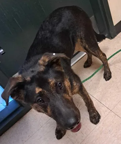 A young large-sized male German Shepherd Dog dog named Vader for adoption in Burlington, WA