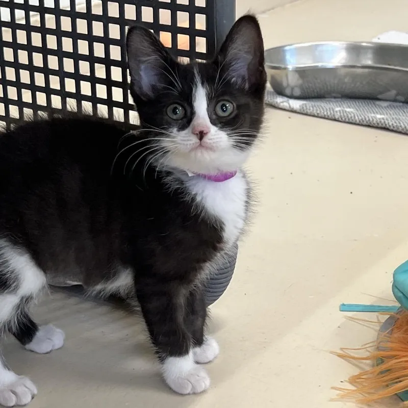 A baby small-sized female Black Domestic Short Hair cat named Gwen for adoption in Delaware, OH