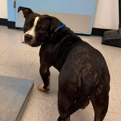 An adult large-sized male Gray / Blue / Silver Pit Bull Terrier dog named Quincy for adoption in Bastrop, TX