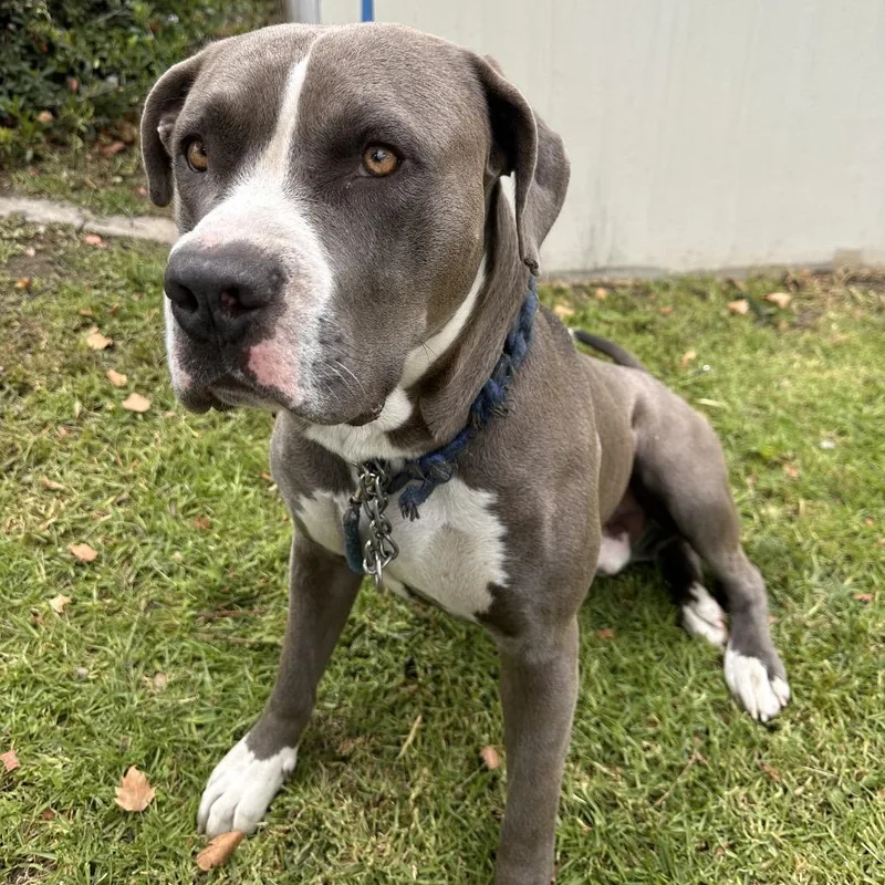 An adult medium-sized male Gray / Blue / Silver Pit Bull Terrier dog named IVHSStray for adoption in San Gabriel, CA