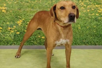 An adult large-sized male Labrador Retriever dog named Hensley for adoption in Westland, MI