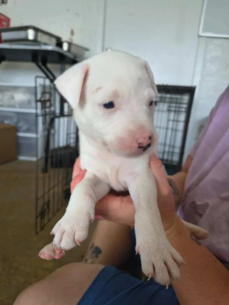 A baby large-sized male Pit Bull Terrier dog named Penny for adoption in Brownwood, TX