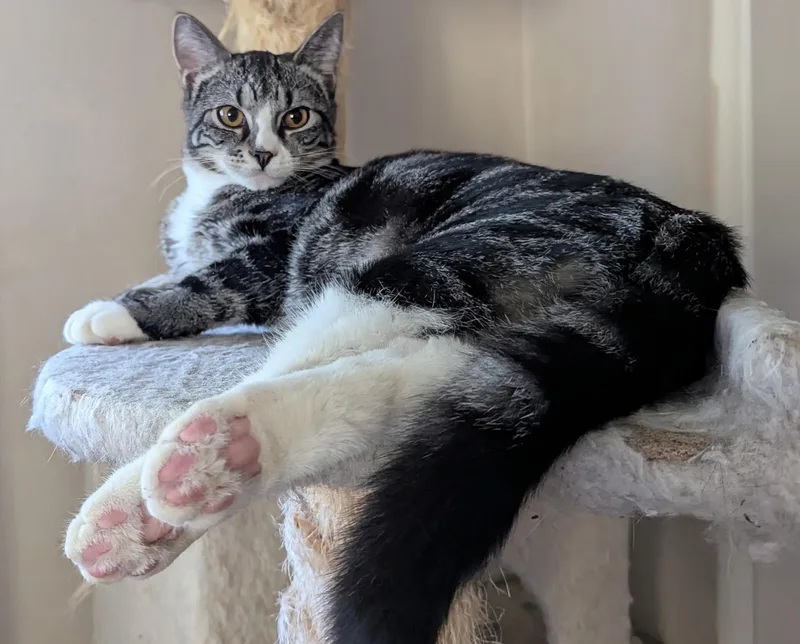 A young medium-sized male Domestic Short Hair cat named Henry for adoption in Export, PA