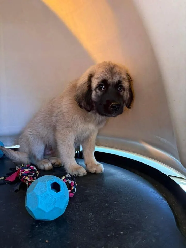 A baby small-sized female Mixed Breed dog named Smokey for adoption in Lavonia, GA