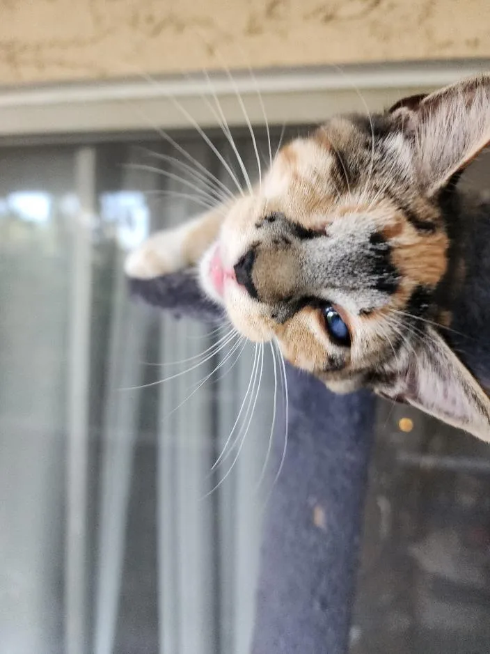 Wink
