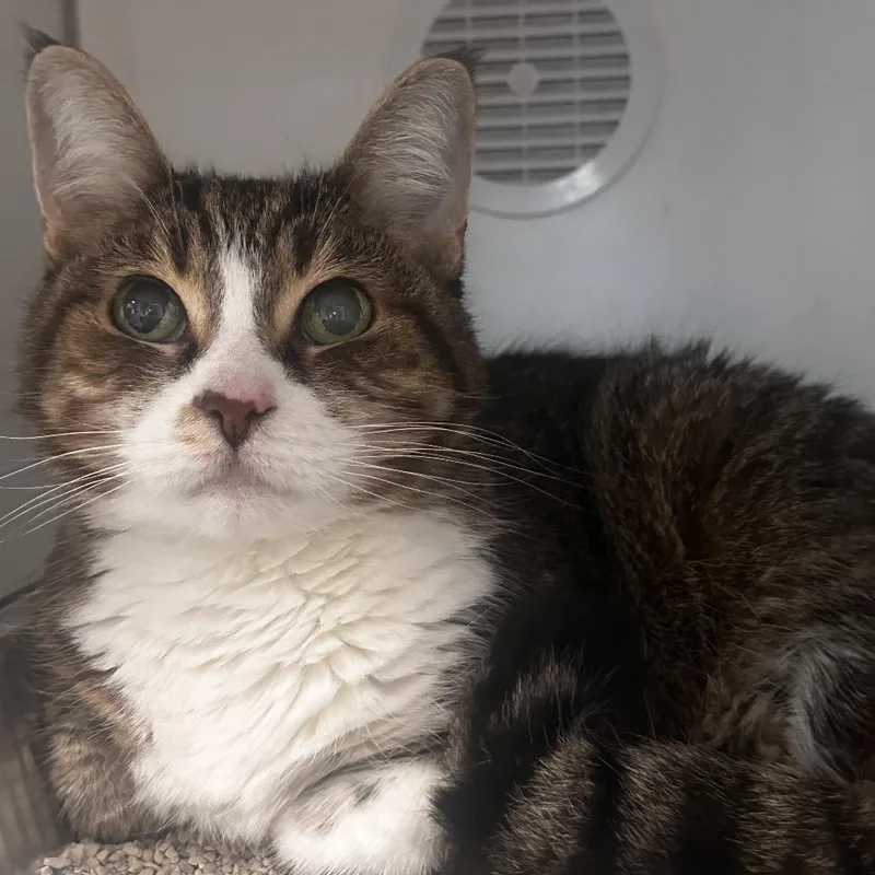 An adult medium-sized female Brown / Chocolate Domestic Short Hair cat named Rebecca Yarros for adoption in Dearborn, MI