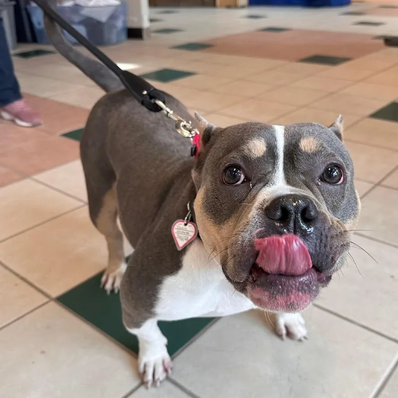 An adult small-sized female Gray / Blue / Silver Pit Bull Terrier dog named Rockette for adoption in Springfield, MA