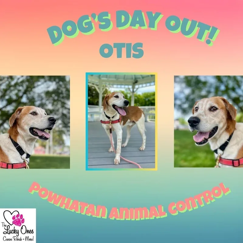 An adult large-sized male Tricolor (Brown, Black, & White) Hound dog named Otis for adoption in Powhatan, VA