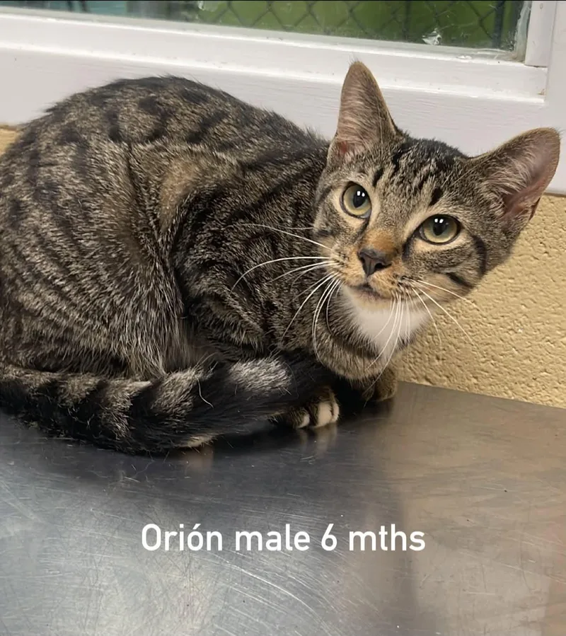 A young medium-sized male Tabby (Brown / Chocolate) Domestic Short Hair cat named Orion for adoption in Fort Payne, AL