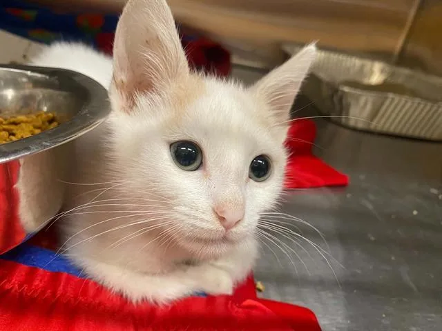 A baby small-sized male Domestic Short Hair cat named Sora for adoption in Tustin, CA