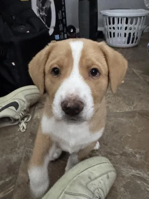 A baby large-sized male Great Pyrenees dog named Duke for adoption in Camarillo, CA