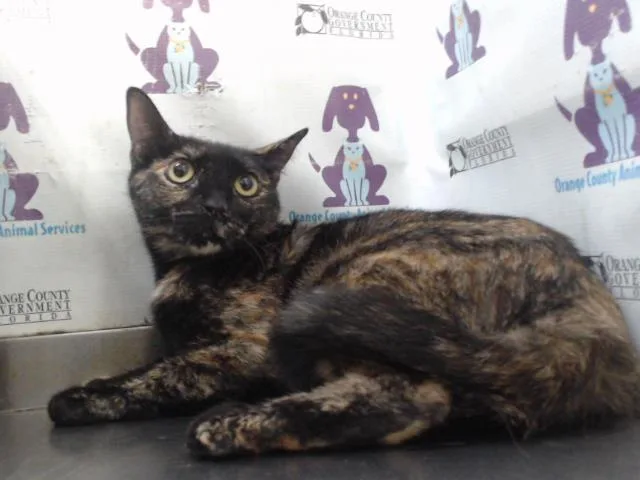A young small-sized female Domestic Short Hair cat named Leo for adoption in Orlando, FL