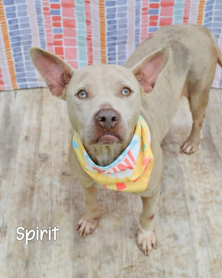 Spirit thumbnail 2
