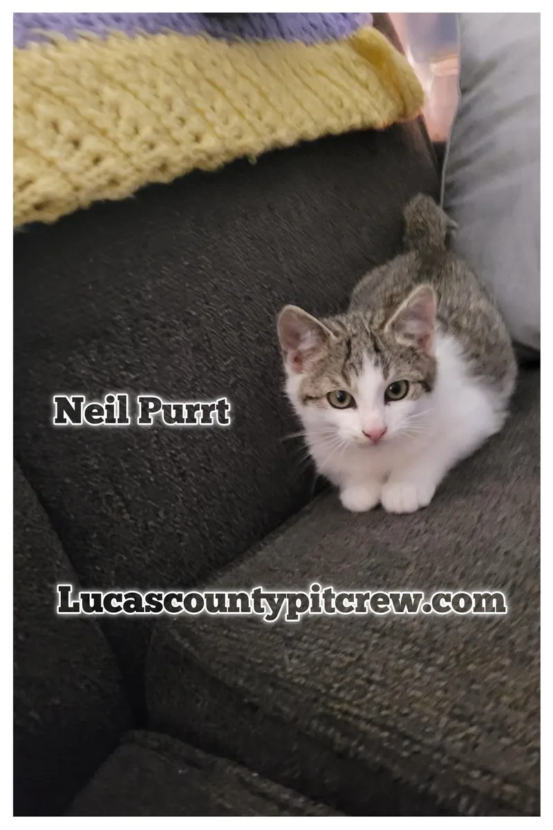 Neil Purrt thumbnail 2