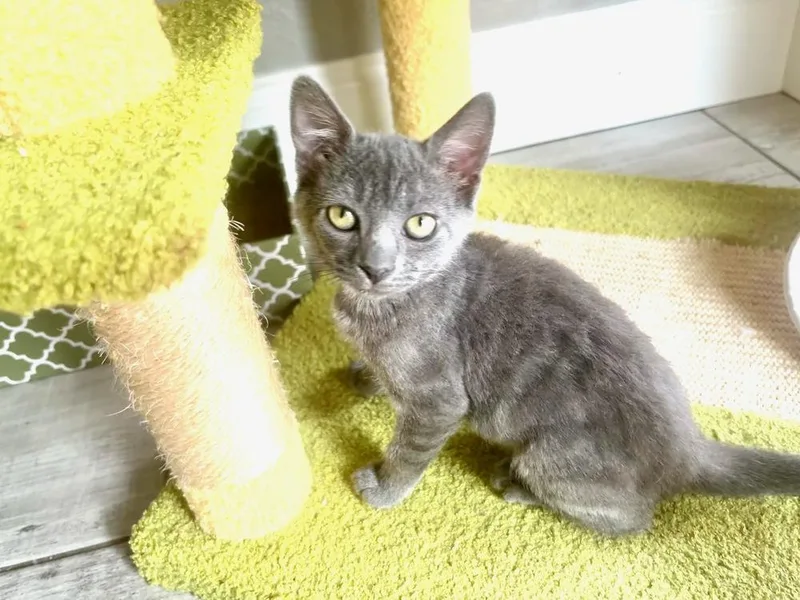 A baby small-sized female Gray / Blue / Silver Domestic Short Hair cat named Gracie for adoption in Orlando, FL